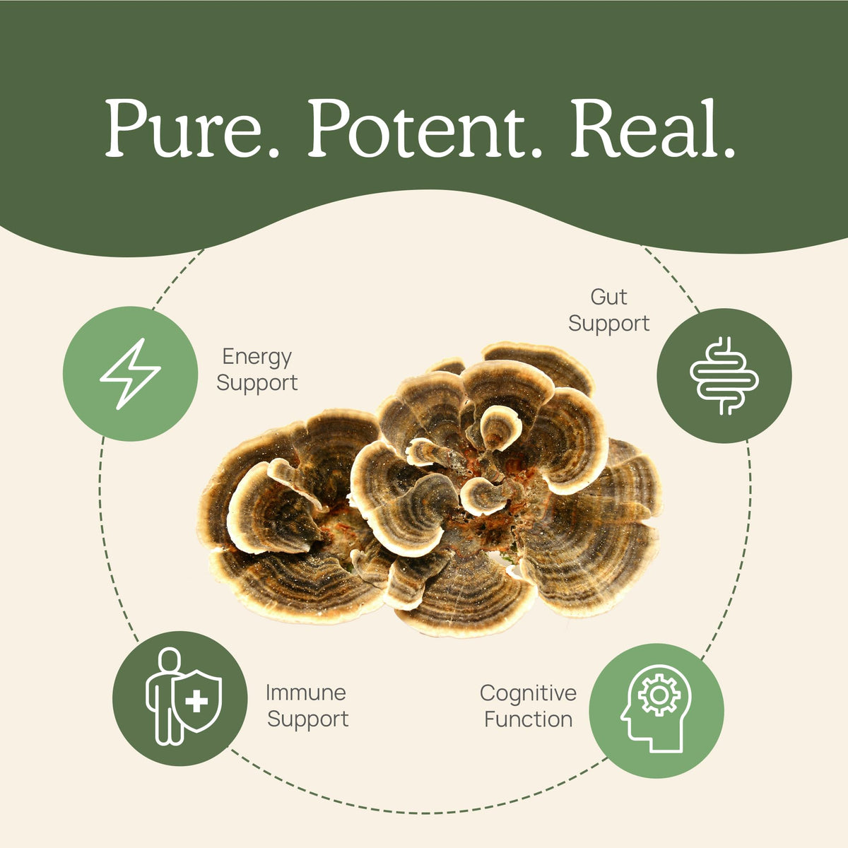 Real Mushrooms Turkey Tail Mushroom Powder – Organic Mushroom Extract for Daily Wellness Gut Harmony, & Energy Support with Beta Glucans – Vegan, Non-GMO, 45 Servings Functional Supplement