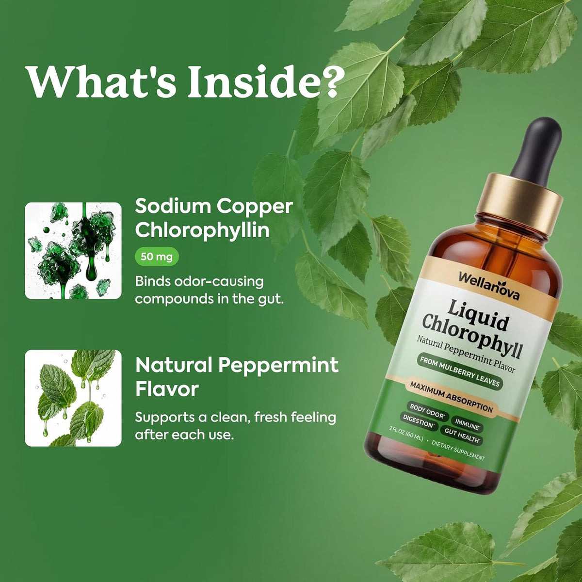 Chlorophyll Liquid Drops from Mulberry Leaf - Natural Peppermint for Detox, Internal Deodorizer and Immune Support - Maximum Absorption - 2 fl oz