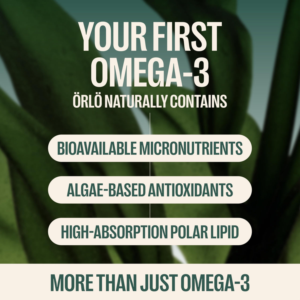 Orlo Vegan Omega 3 Algae Oil 1000mg - Natural Icelandic Nordic Omega-3 EPA & DHA Supplement - Fish Oil & Krill Alternative for Heart & Brain – 60 Easy-to-Swallow Burpless Mini Softgels
