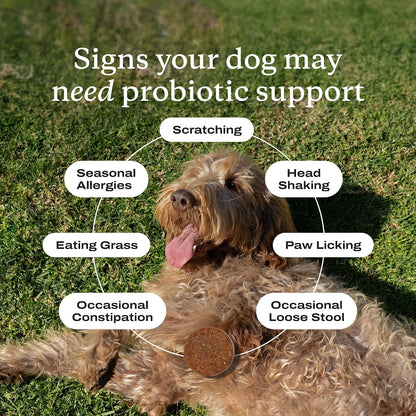 PetLab Co. - Gut & Ear Health Bundle: Probiotics for Dogs, Support Gut Health & Seasonal Allergies, & Ear Cleaner for Dogs, Supporting Yeast & Healthy Ear Canals - Easy to use Formulas