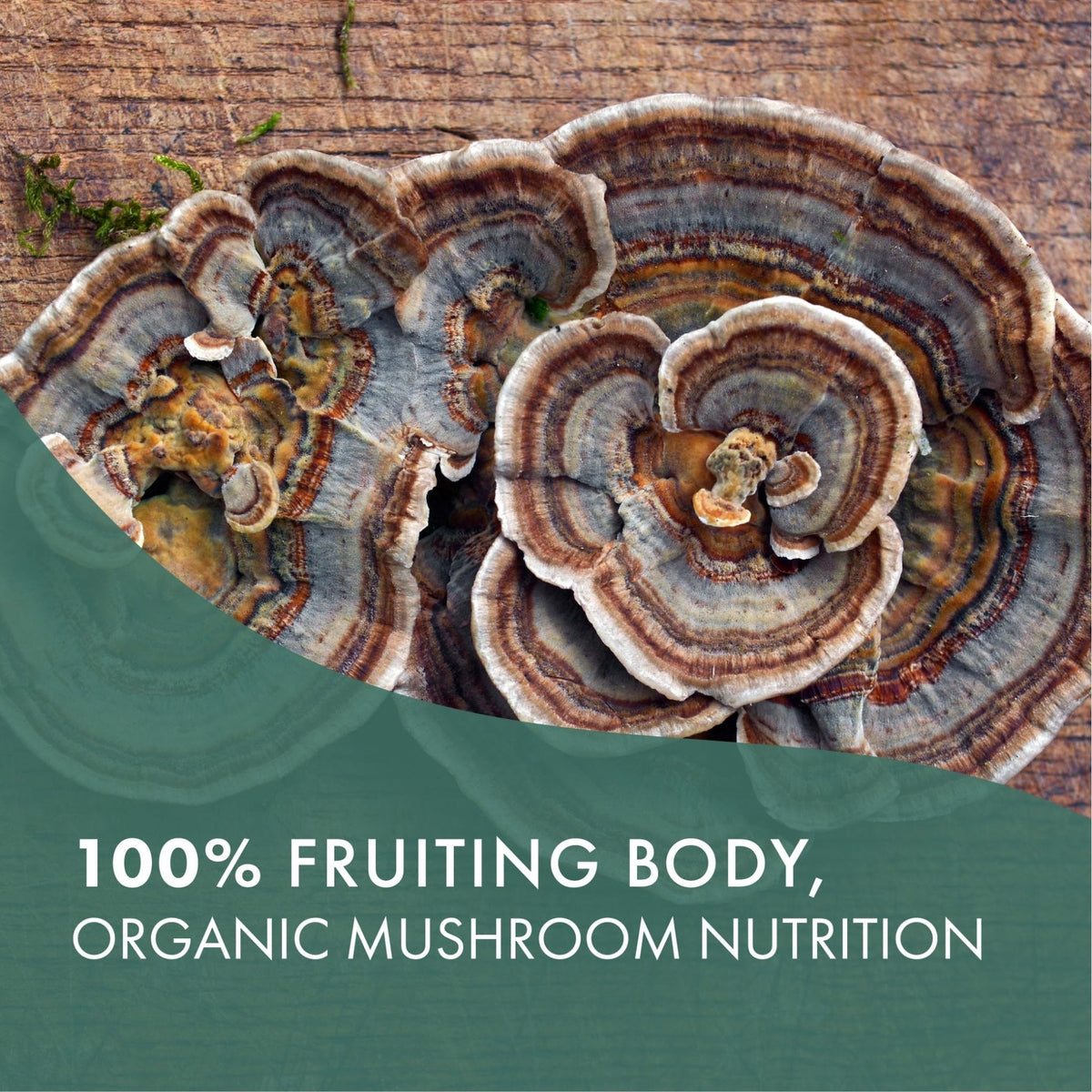PURE ESSENCE LABS Organic Turkey Tail 4X Mushroom Extract, Vegan Mushrooms Supplement for Immune Building, 30 Capsules - PrimeBioHealth - canada supplements